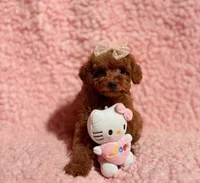April tiny toy red, a female Poodle - Toy  for sale in Los Angeles, CA – Photo 3 of 5