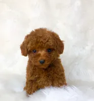 Sneakers, a male Poodle - Toy  for sale in Los Angeles, CA – 4 of 4