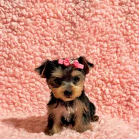 Ella teacup, a female Yorkshire Terrier for sale in Los Angeles, CA – 4 of 8