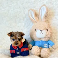 Blue tiny toy, a male Yorkshire Terrier for sale in Los Angeles, CA – 6 of 8