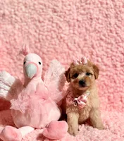 Tiffany , a female Poodle - Toy  for sale in Los Angeles, CA – Photo 3 of 5