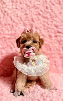 Tiffany , a female Poodle - Toy  for sale in Los Angeles, CA – Photo 2 of 5