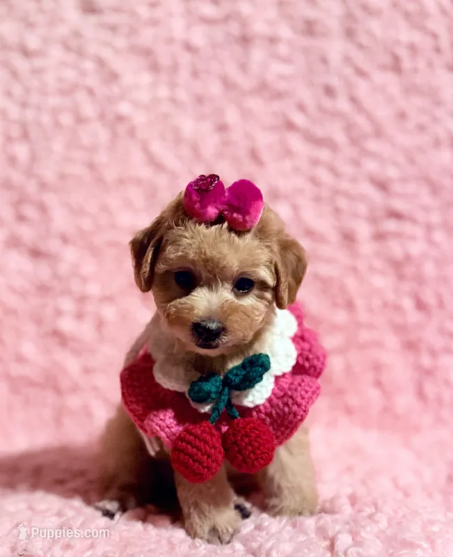 Tiffany  – Poodle - Toy  puppy for sale in Los Angeles, CA