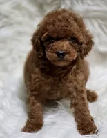 Molly, a female Poodle - Toy  for sale in Los Angeles, CA – 3 of 3