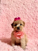 Precious toy female, a female Poodle - Toy  for sale in Los Angeles, CA – 7 of 7