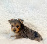 Yo-yo tiny toy, a male Yorkshire Terrier for sale in Los Angeles, CA – 1 of 5