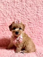 Precious toy female, a female Poodle - Toy  for sale in Los Angeles, CA – 2 of 7