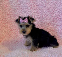 Melody toy, a female Yorkshire Terrier for sale in Los Angeles, CA – 3 of 7