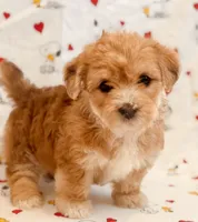 April, a female Yorkshire Terrier and Poodle - Toy  for sale in Los Angeles, CA – 2 of 2