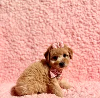 Precious apricot toy, a female Poodle - Toy  for sale in Los Angeles, CA – 2 of 7