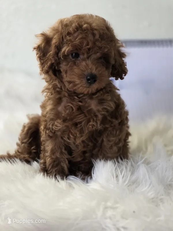 Jay-Jay deep red toy – Poodle - Toy  puppy for sale in Los Angeles, CA
