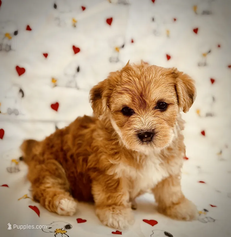 April – Yorkshire Terrier, Poodle - Toy  puppy for sale in Los Angeles, CA