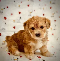 April, a female Yorkshire Terrier and Poodle - Toy  for sale in Los Angeles, CA – 1 of 2