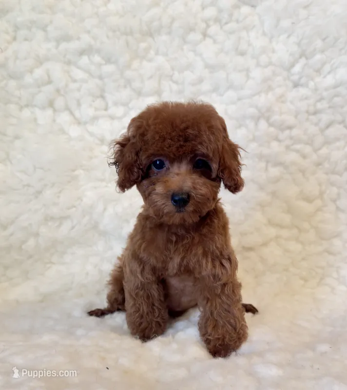 Bear deep red – Poodle - Toy  puppy for sale in Los Angeles, CA