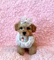 Melody tiny toy, a female Poodle - Toy  for sale in Los Angeles, CA – Photo 2 of 4