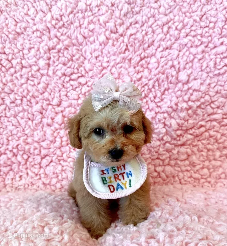 Melody tiny toy – Poodle - Toy  puppy for sale in Los Angeles, CA
