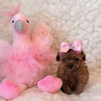 Baby deep red teacup, a female Poodle - Toy  for sale in Los Angeles, CA – 4 of 4