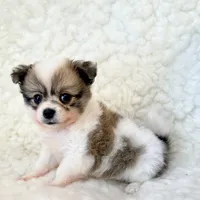 Jasper Pompoo teacup, a male Pomeranian and Poodle - Toy  for sale in Los Angeles, CA – 3 of 3