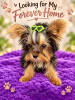 Tiffany teacup, a female Yorkshire Terrier for sale in Los Angeles, CA – 3 of 5