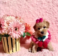 Precious apricot toy, a female Poodle - Toy  for sale in Los Angeles, CA – 7 of 7