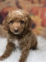 Parti boy red/white toy, a male Poodle - Toy  for sale in Los Angeles, CA – 2 of 4