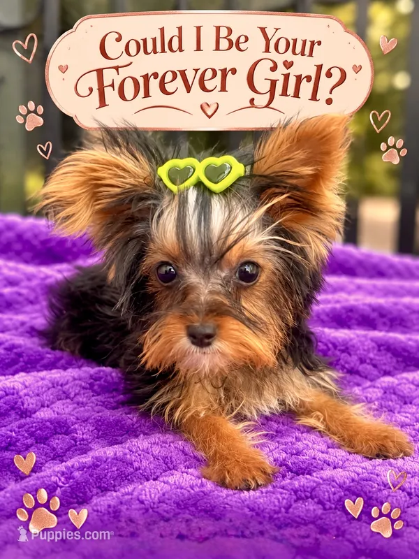Tiffany teacup – Yorkshire Terrier puppy for sale in Los Angeles, CA