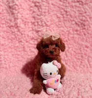 Tiny AKC tcup toy, a female Poodle - Toy  for sale in Los Angeles, CA – Photo 3 of 5