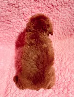 Tiny AKC tcup toy, a female Poodle - Toy  for sale in Los Angeles, CA – Photo 4 of 5