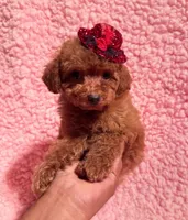 Tiny AKC tcup toy, a female Poodle - Toy  for sale in Los Angeles, CA – Photo 1 of 5
