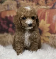 Sofie red Parti toy, a female Poodle - Toy  for sale in Los Angeles, CA – 4 of 5