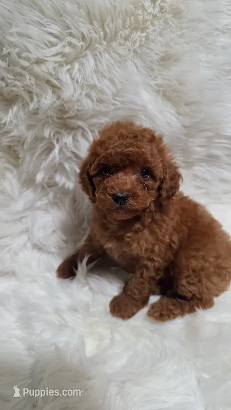 Molly – Poodle - Toy  puppy for sale in Los Angeles, CA