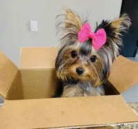 Tiffany teacup, a female Yorkshire Terrier for sale in Los Angeles, CA – 5 of 5