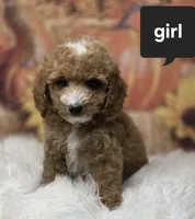Sofie red Parti toy, a female Poodle - Toy  for sale in Los Angeles, CA – 5 of 5