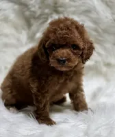 Molly, a female Poodle - Toy  for sale in Los Angeles, CA – 2 of 3