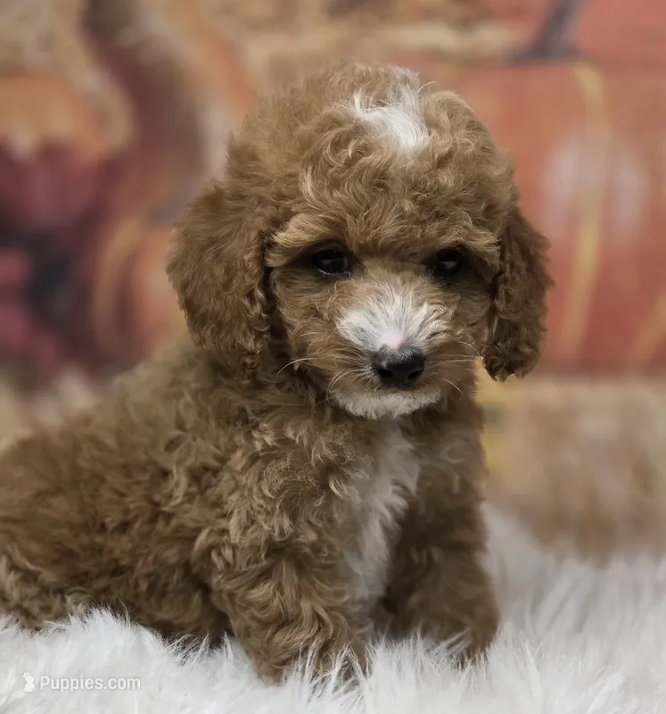 Sofie red Parti toy – Poodle - Toy  puppy for sale in Los Angeles, CA