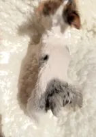 Yo-yo  blue Merle , a male Yorkshire Terrier for sale in Los Angeles, CA – 4 of 8