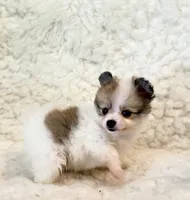 Tucker Pompoo teacup, a male Pomeranian for sale in Los Angeles, CA – 2 of 4