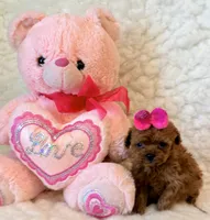 Baby deep red teacup, a female Poodle - Toy  for sale in Los Angeles, CA – 3 of 4