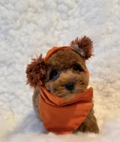 Snuggles , a male Poodle - Toy  for sale in Los Angeles, CA – 2 of 3