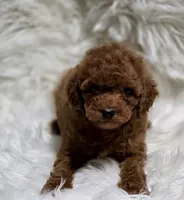Ginger deep red toy, a female Poodle - Toy  for sale in Los Angeles, CA – 3 of 3