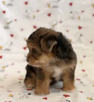 Daisy, a female Yorkshire Terrier and Poodle - Toy  for sale in Los Angeles, CA – 4 of 4