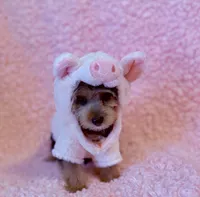 Melody toy, a female Yorkshire Terrier for sale in Los Angeles, CA – 6 of 7