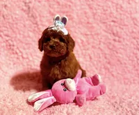 Molly deep red toy, a female Poodle - Toy  for sale in Los Angeles, CA – 3 of 3