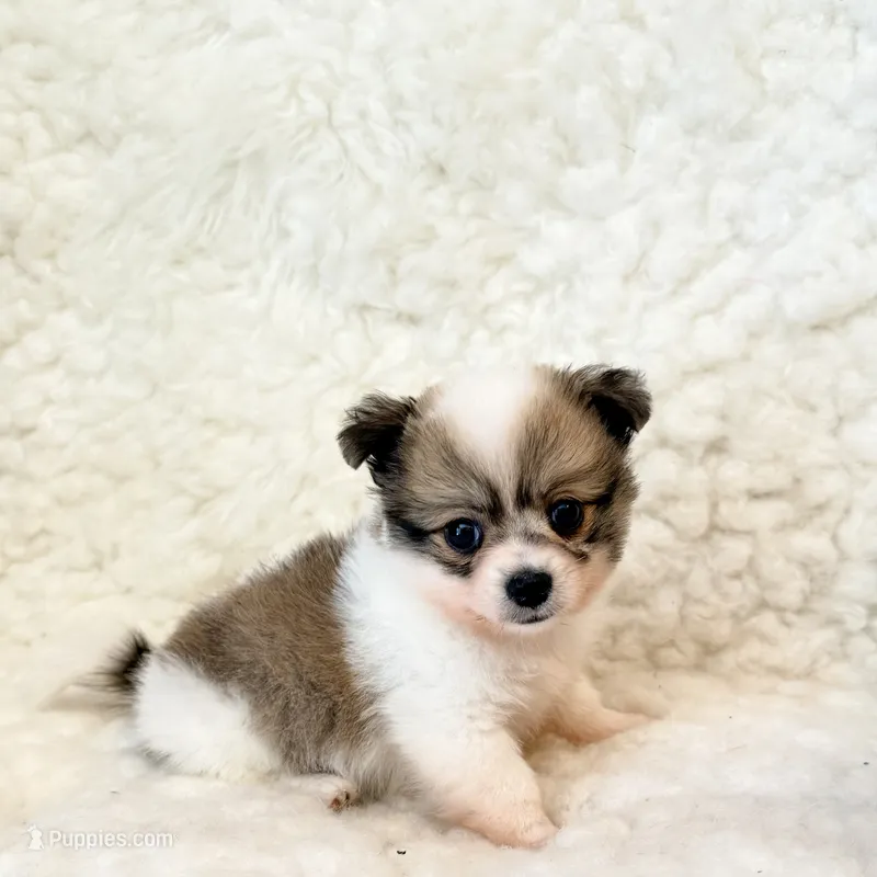 Jasper Pompoo teacup – Pomeranian, Poodle - Toy  puppy for sale in Los Angeles, CA