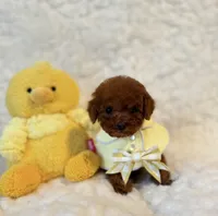 Baby bear deep red , a male Poodle - Toy  for sale in Los Angeles, CA – 3 of 5