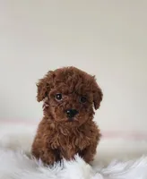 Baby bear deep red, a male Poodle - Toy  for sale in Los Angeles, CA – 2 of 2