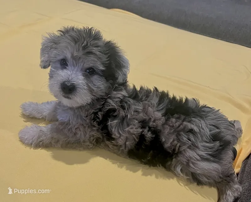 Barbie – Yorkshire Terrier, Poodle - Toy  puppy for sale in Los Angeles, CA