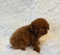 Sneakers deep red, a male Poodle - Toy  for sale in Los Angeles, CA – 2 of 4