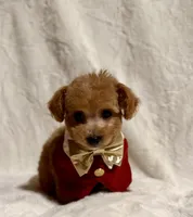 Junior, a male Poodle - Toy  for sale in Los Angeles, CA – 4 of 5