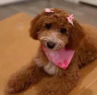 Parti boy red toy, a male Poodle - Toy  for sale in Los Angeles, CA – 5 of 5